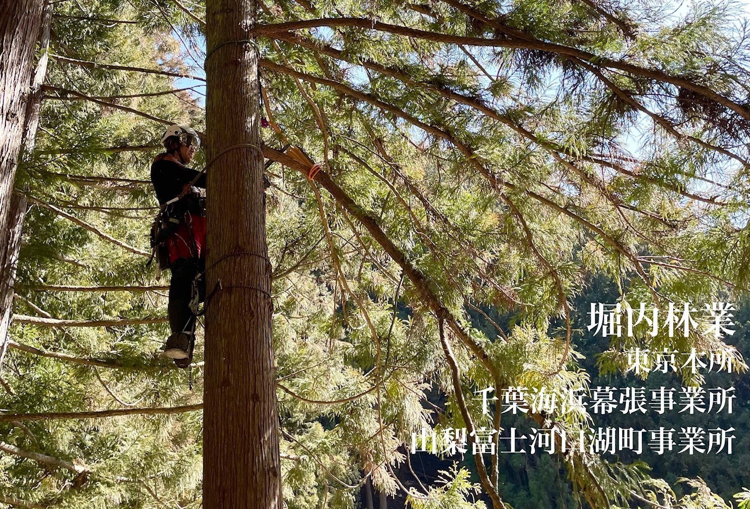 千葉県特殊伐採、高木伐採、山林伐採を承っております。堀内林業